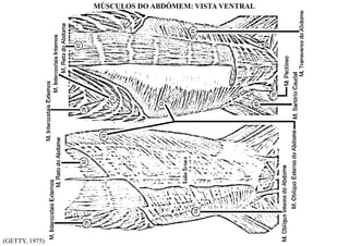 (GETTY, 1975)
MÚSCULOS DO ABDÓMEM: VISTA VENTRAL
 