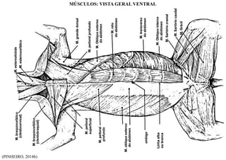 (PINHEIRO, 2014b)
MÚSCULOS: VISTA GERAL VENTRAL
 