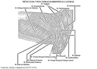 Traduzido, editado e adaptado de GETTY (1975)
MÚSCULOS: VISTA TORACOABDOMINAL LATERAL
 