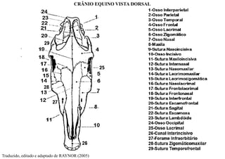 CRÂNIO EQUINO VISTA DORSAL
Traduzido, editado e adaptado de RAYNOR (2005)
 