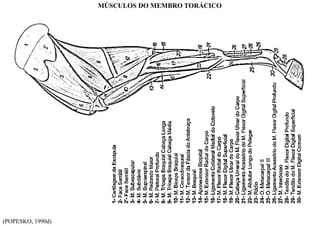 (POPESKO, 1990d)
MÚSCULOS DO MEMBRO TORÁCICO
 