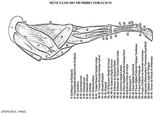 (POPESKO, 1990d)
MÚSCULOS DO MEMBRO TORÁCICO
 