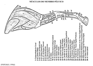 (POPESKO, 1990d)
MÚSCULOS DO MEMBRO PÉLVICO
 