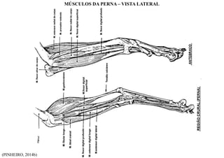 (PINHEIRO, 2014b)
MÚSCULOS DA PERNA – VISTA LATERAL
 