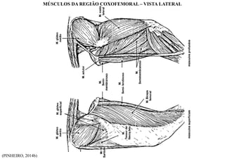(PINHEIRO, 2014b)
MÚSCULOS DA REGIÃO COXOFEMORAL – VISTA LATERAL
 
