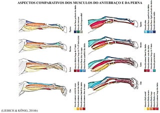 (LIEBICH & KÖNIG, 2016b)
ASPECTOS COMPARATIVOS DOS MUSCULOS DO ANTEBRAÇO E DA PERNA
 