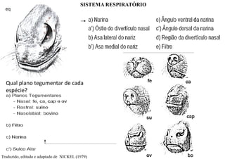 SISTEMA RESPIRATÓRIO
Qual plano tegumentar de cada
espécie?
Traduzido, editado e adaptado de NICKEL (1979)
 