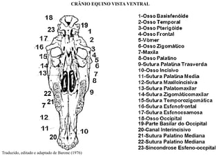 CRÂNIO EQUINO VISTA VENTRAL
Traduzido, editado e adaptado de Barone (1976)
 