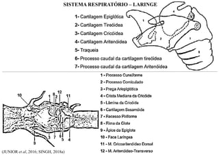 SISTEMA RESPIRATÓRIO – LARINGE
(JUNIOR et al, 2016; SINGH, 2018a)
 