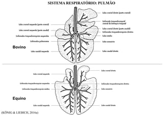 SISTEMA RESPIRATÓRIO: PULMÃO
Equino
Bovino
(KÖNIG & LIEBICH, 2016a)
 