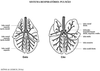 Gato Cão
(KÖNIG & LIEBICH, 2016a)
SISTEMA RESPIRATÓRIO: PULMÃO
 