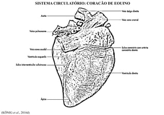 SISTEMA CIRCULATÓRIO: CORAÇÃO DE EQUINO
(KÖNIG et al., 2016d)
 