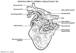 SISTEMA CIRCULATÓRIO: CORAÇÃO DE CÃO
(KÖNIG et al., 2016d)
 