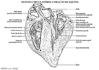 (KÖNIG et al., 2016d)
SISTEMA CIRCULATÓRIO: CORAÇÃO DE EQUINO
 