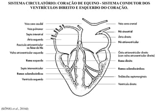 SISTEMA CIRCULATÓRIO: CORAÇÃO DE EQUINO - SISTEMA CONDUTOR DOS
VENTRÍCULOS DIREITO E ESQUERDO DO CORAÇÃO.
(KÖNIG et al., 2016d)
 