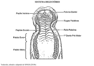 SISTEMA DIGESTÓRIO
Traduzido, editado e adaptado de SINGH (2018b)
 