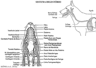 (KÖNIG et al., 2016a)
SISTEMA DIGESTÓRIO
 