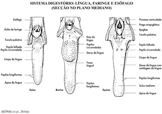 SISTEMA DIGESTÓRIO: LÍNGUA, FARINGE E ESÔFAGO
(SECÇÃO NO PLANO MEDIANO)
(KÖNIG et al., 2016a)
 