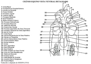 Traduzido e adaptado de SISSON (1914)
CRÂNIO EQUINO VISTA VENTRAL DETALHADO
 