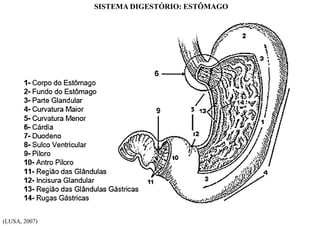 SISTEMA DIGESTÓRIO: ESTÔMAGO
(LUSA, 2007)
 