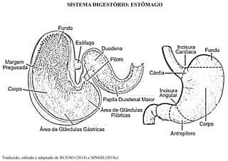 SISTEMA DIGESTÓRIO: ESTÔMAGO
Traduzido, editado e adaptado de BUENO (2014) e SINGH (2018c)
 