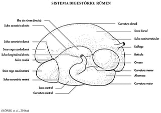 SISTEMA DIGESTÓRIO: RÚMEN
(KÖNIG et al., 2016a)
 