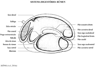 (KÖNIG et al., 2016a)
SISTEMA DIGESTÓRIO: RÚMEN
 