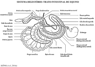 SISTEMA DIGESTÓRIO: TRATO INTESTINAL DE EQUINO
(KÖNIG et al., 2016a)
 