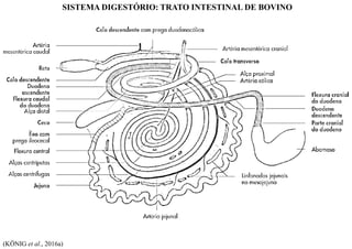 SISTEMA DIGESTÓRIO: TRATO INTESTINAL DE BOVINO
(KÖNIG et al., 2016a)
 