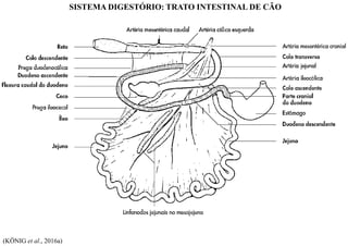SISTEMA DIGESTÓRIO: TRATO INTESTINAL DE CÃO
(KÖNIG et al., 2016a)
 