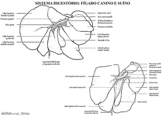 SISTEMA DIGESTÓRIO: FÍGADO CANINO E SUÍNO
(KÖNIG et al., 2016a)
 