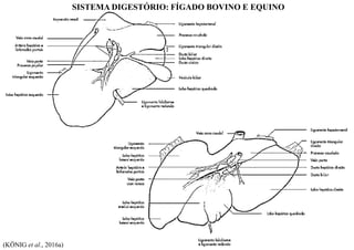 SISTEMA DIGESTÓRIO: FÍGADO BOVINO E EQUINO
(KÖNIG et al., 2016a)
 