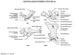SISTEMA DIGESTÓRIO: PÂNCREAS
(KÖNIG et al., 2016a)
 