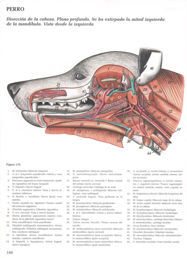Atlas de anatomia topografica de lo animales domesticos tomo 1 (1)