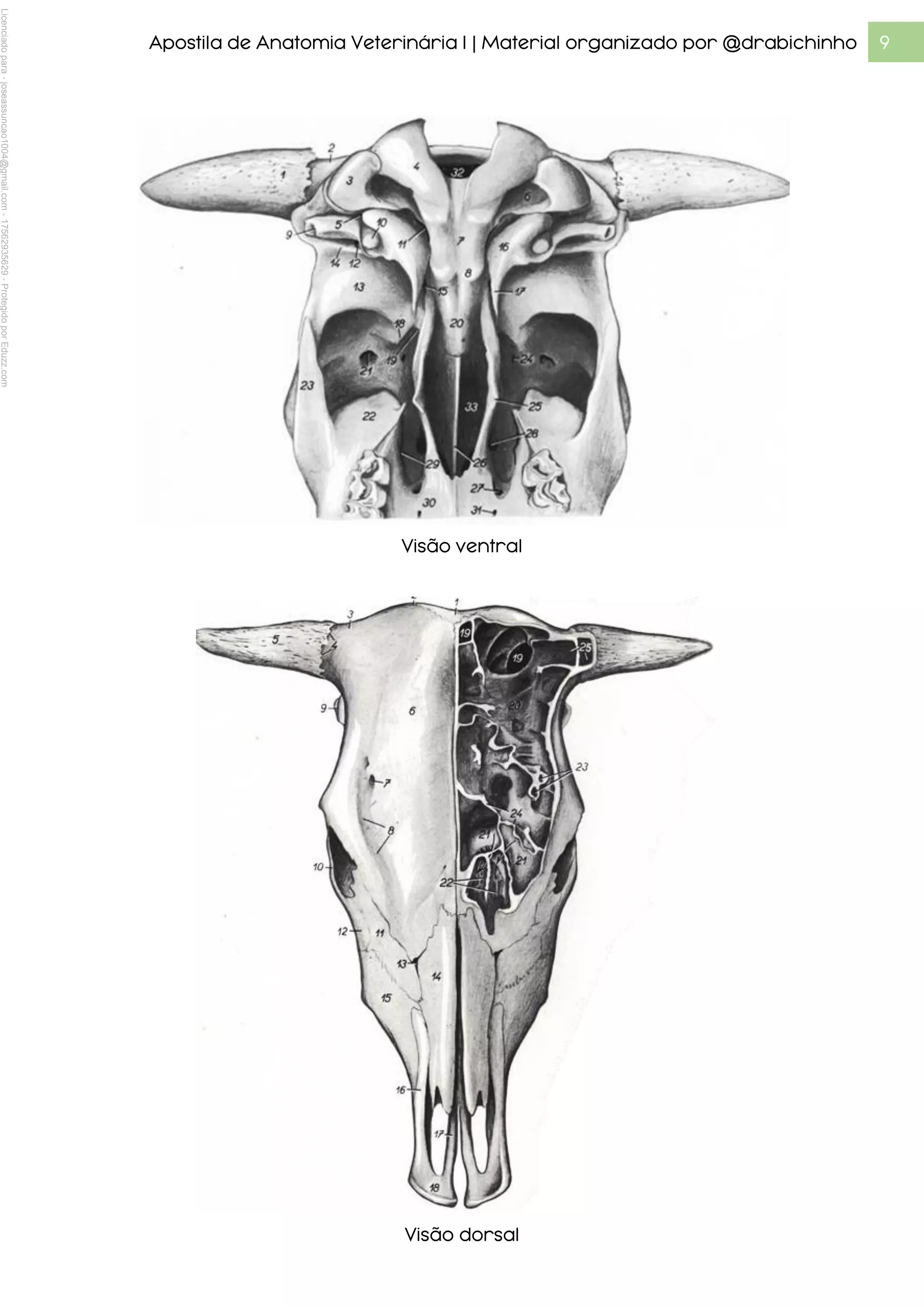 Atlas De Anatomia Veterinaria 1 Pdf