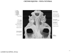 (LIEBICH & KÖNIG, 2016a)
CRÂNIO EQUINO – VISTA VENTRAL
10
 