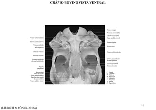 (LIEBICH & KÖNIG, 2016a)
CRÂNIO BOVINO VISTA VENTRAL
11
 