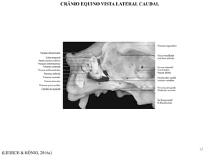 (LIEBICH & KÖNIG, 2016a)
CRÂNIO EQUINO VISTA LATERAL CAUDAL
12
 