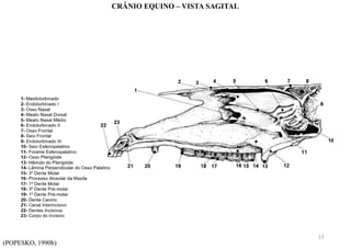(POPESKO, 1990b)
CRÂNIO EQUINO – VISTA SAGITAL
13
 