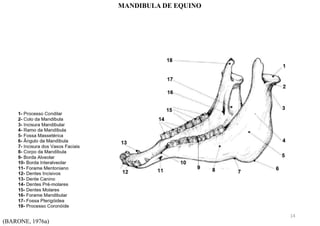 (BARONE, 1976a)
MANDIBULA DE EQUINO
14
 