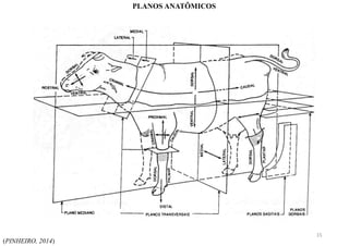 (PINHEIRO, 2014)
PLANOS ANATÔMICOS
15
 