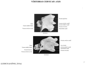 (LIEBICH & KÖNIG, 2016a)
VÉRTEBRAS CERVICAIS :AXIS
17
 