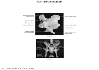 (REIS, 2011a; LIEBICH & KÖNIG, 2016a)
VÉRTEBRAS CERVICAIS
18
 