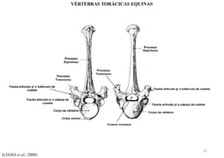(LEGGI et al., 2000)
VÉRTEBRAS TORÁCICAS EQUINAS
19
 
