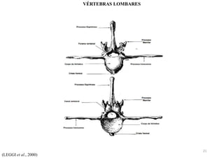 (LEGGI et al., 2000)
VÉRTEBRAS LOMBARES
21
 