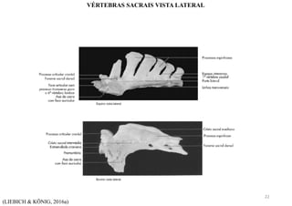(LIEBICH & KÖNIG, 2016a)
VÉRTEBRAS SACRAIS VISTA LATERAL
22
 