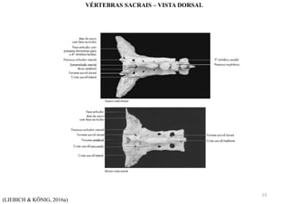 (LIEBICH & KÖNIG, 2016a)
VÉRTEBRAS SACRAIS – VISTA DORSAL
23
 