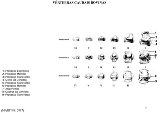 (MARTINS, 2017)
VÉRTEBRAS CAUDAIS BOVINAS
24
 