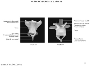 (LIEBICH & KÖNIG, 2016a)
VÉRTEBRAS CAUDAIS CANINAS
25
 