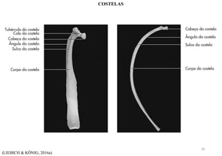(LIEBICH & KÖNIG, 2016a)
COSTELAS
26
 